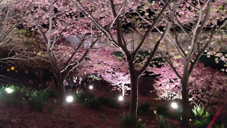 三浦海岸「河津桜と菜の花」