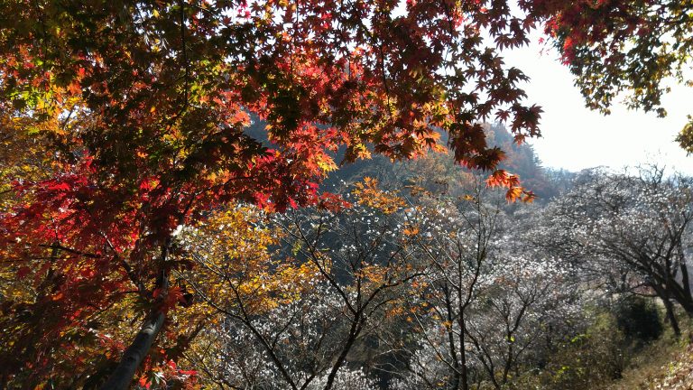 「紅葉と冬桜の絶景」桜山公園と城峯公園