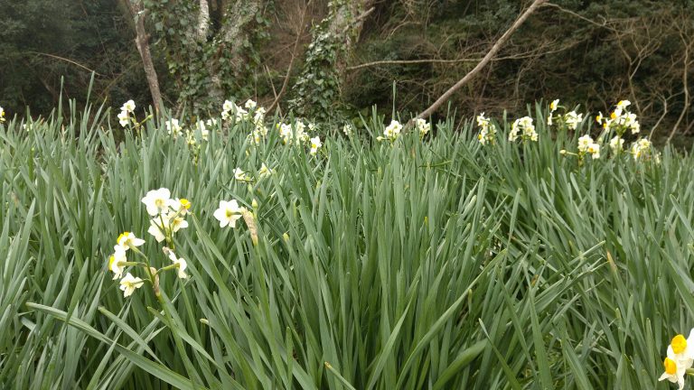 南房総、日本三大群生地「江月水仙ロ－ド」