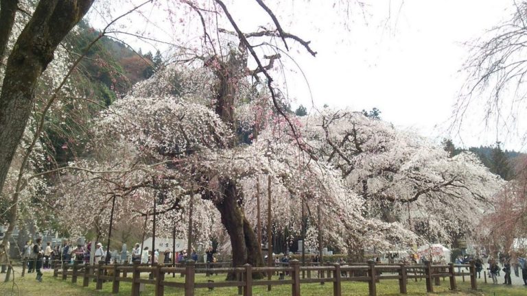 埼玉県、絶景の花名所ランキング