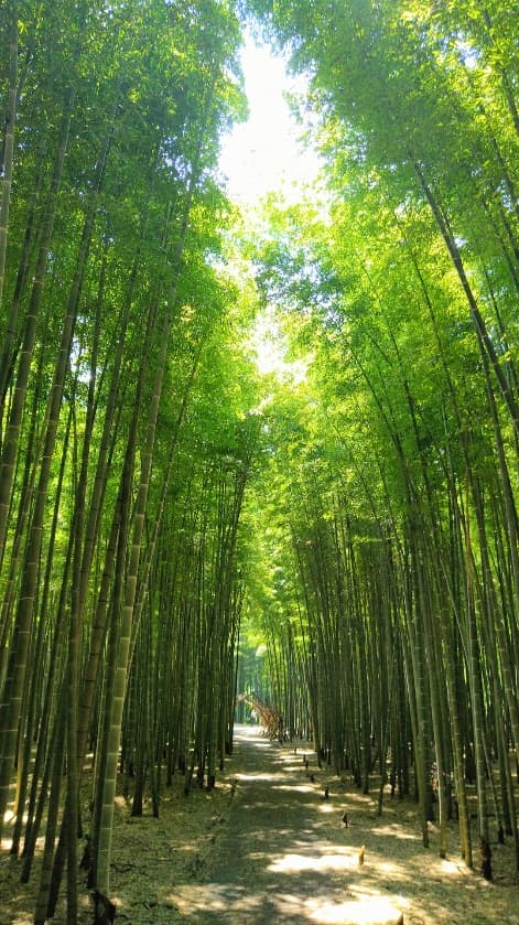 日本有数の竹林の名所です。竹の上部が風に揺れて涼しさを感じます。