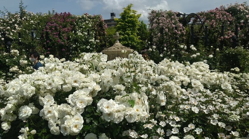 山下公園、純白のバラ