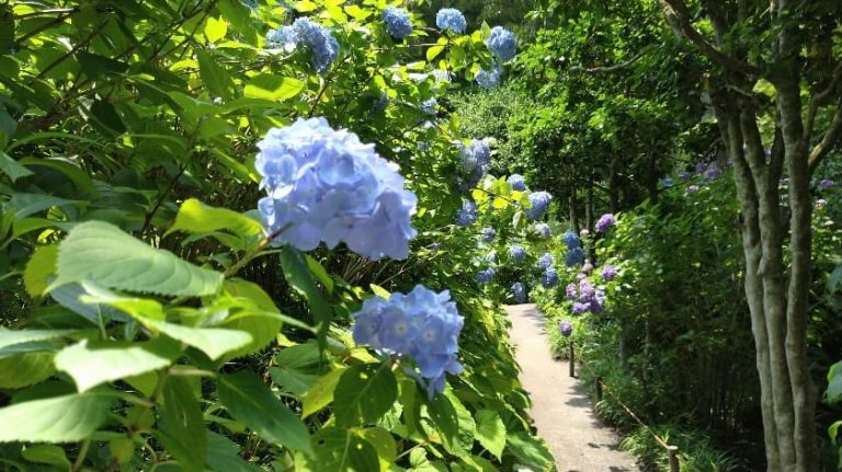 梅雨を彩る紫陽花、名所四選