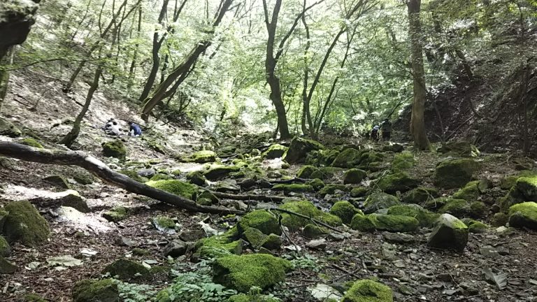 苔むす清流、御岳山「ロックガ－デン」
