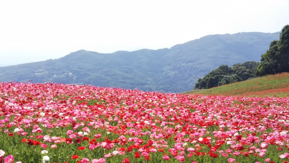 埼玉県 絶景の花名所ランキング お気ままに散歩