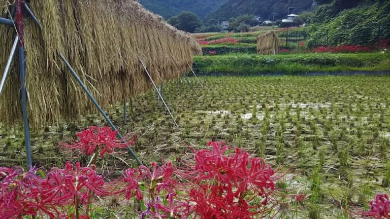 彼岸花の名所「日向地区」と「小出川」