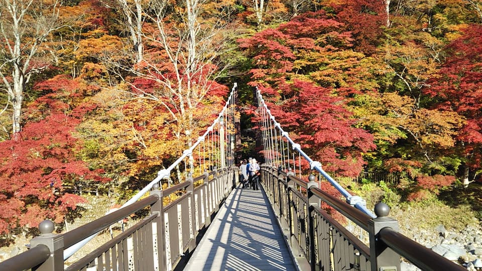 吊り橋の対岸は赤や黄色の紅葉が色鮮やかです。