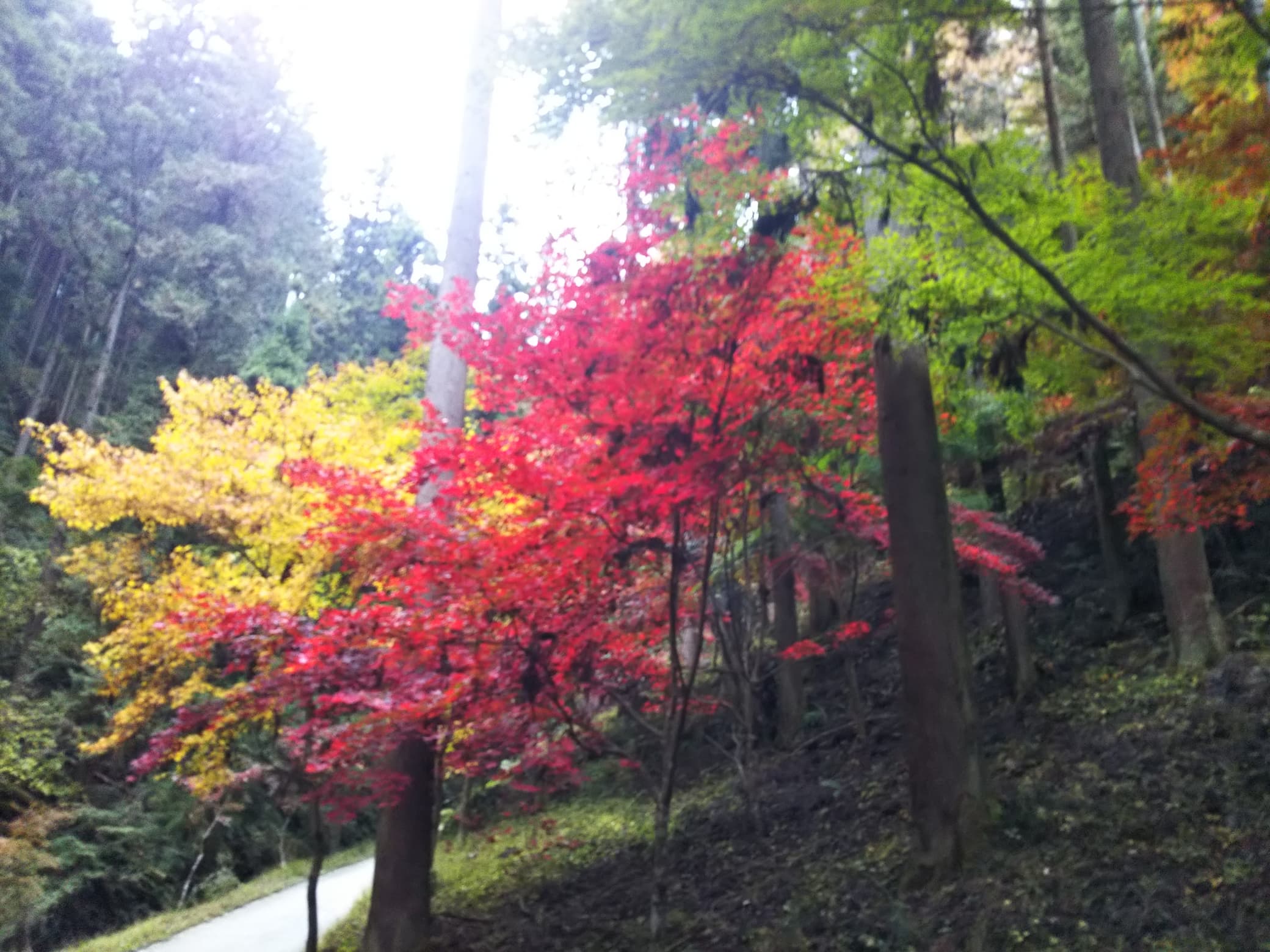 東郷公園の紅葉