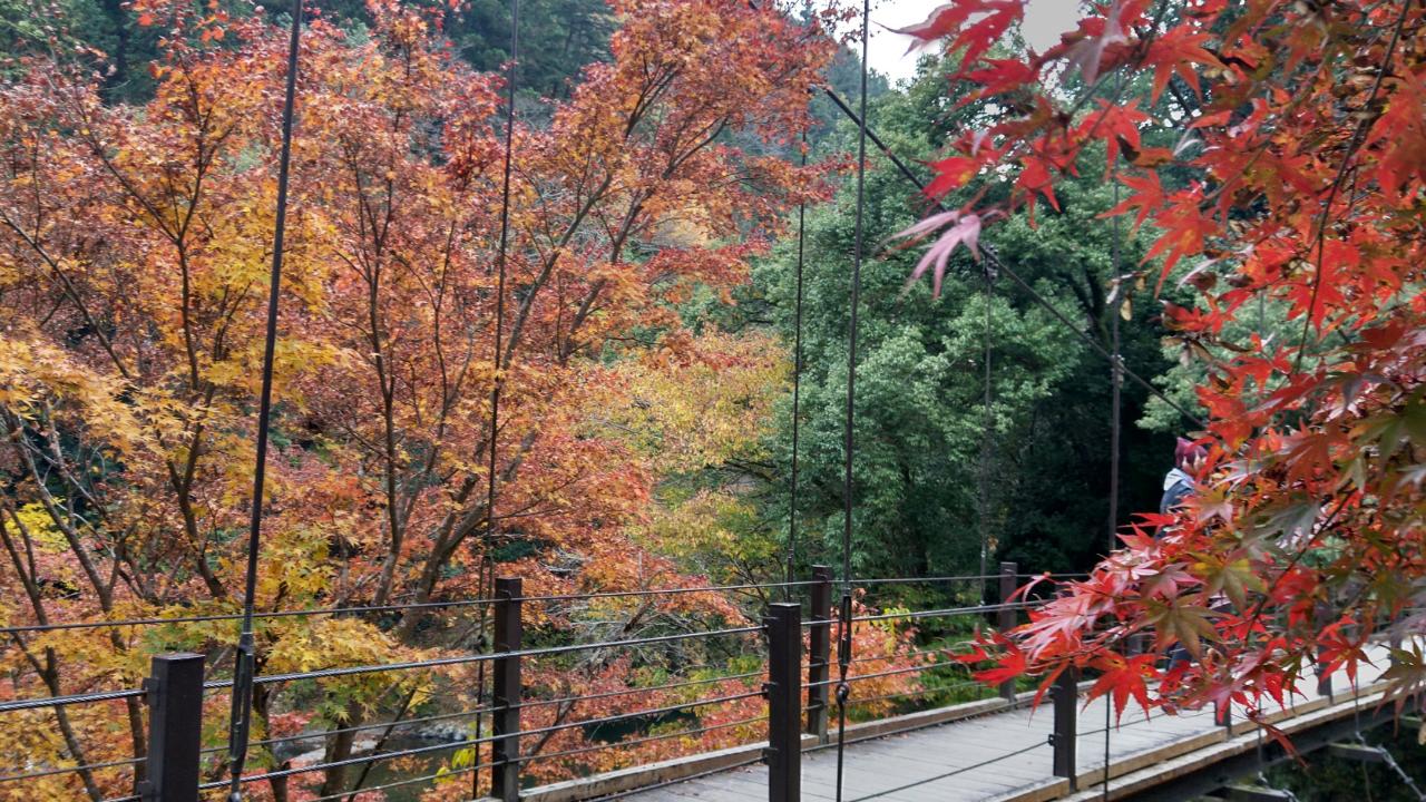 奥多摩　吊り橋からの紅葉
