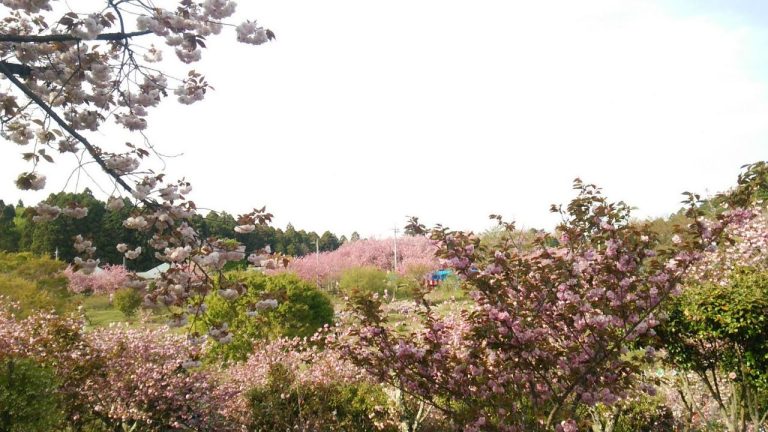 八重桜の名所「静峰ふるさと公園」